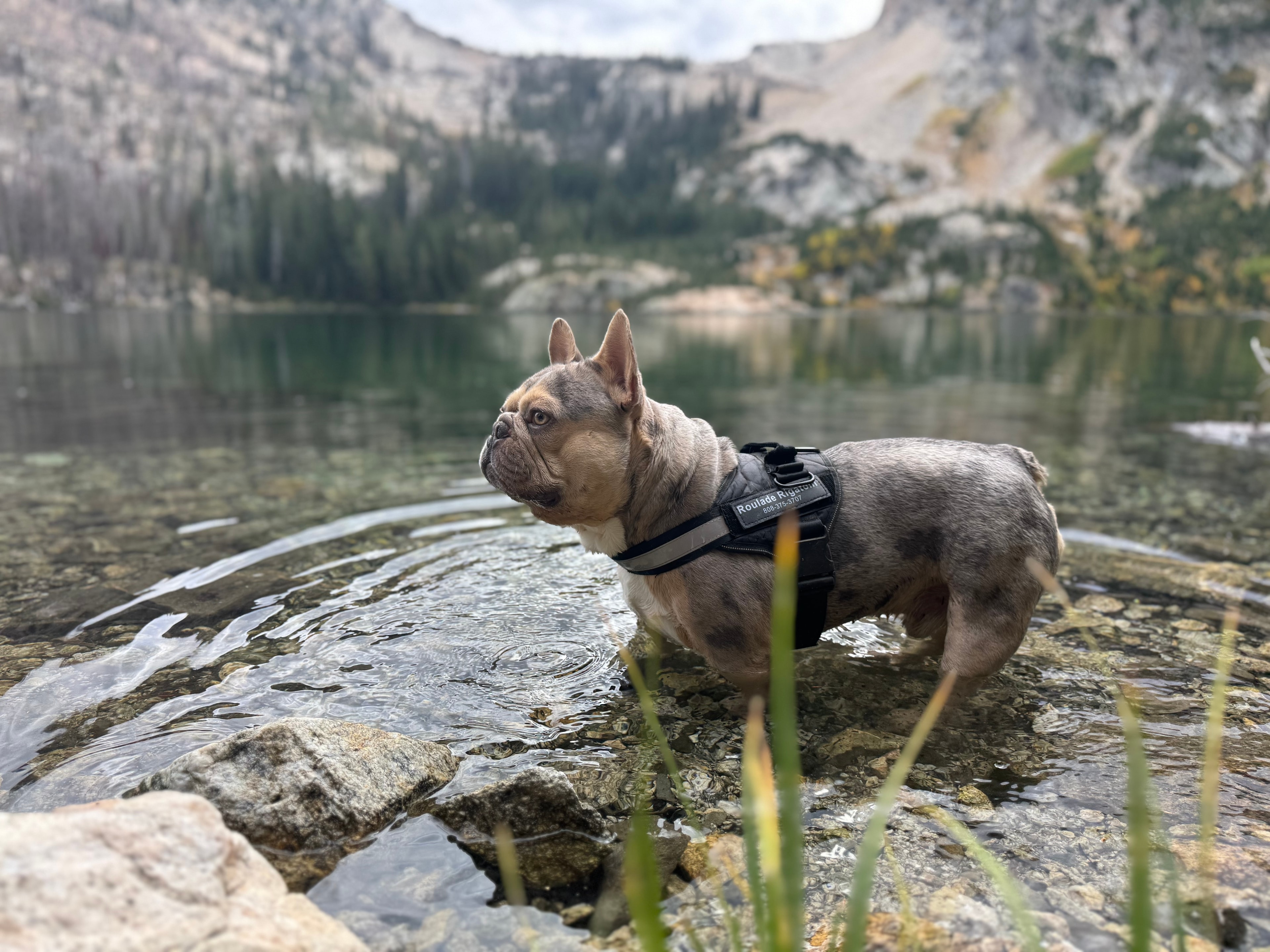 Rou, the Savoyage founders' French bulldog, standing in a clear mountain lake.